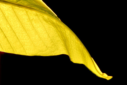 Hoja al contraluz
