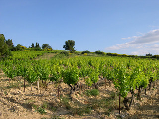 Fototapeta na wymiar winorośli na wzgórzu