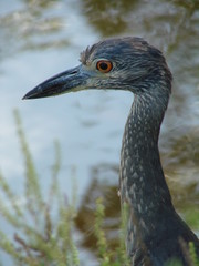 immature night heron