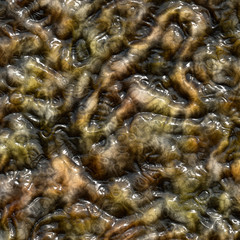 Dinosaurs skin texture