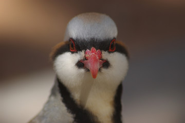 Chukar 4