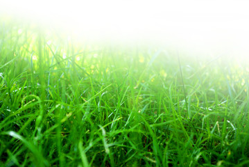 Close-up of fresh green grass fading up to white background.