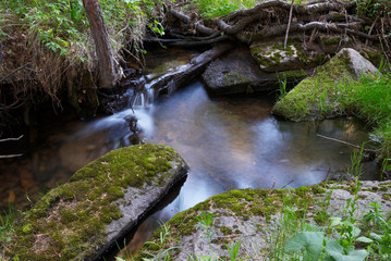Creek in forest