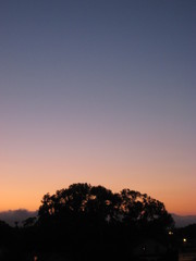 Deep blue sky leading to glowing treetop