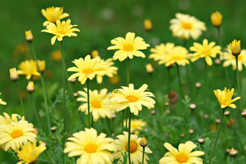Fototapeta premium Lots of yellow marguerites