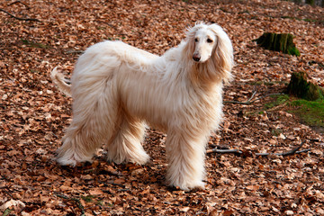 Afghan hound on walk in forest.