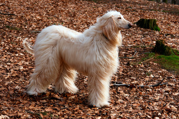 Afghan hound on walk in forest.