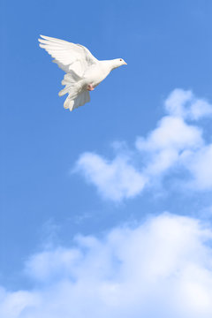 White dove flying across a bright blue cloudy sky.