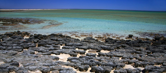 Stromatoliten im Hamelin Pool Australien_07_1294,01