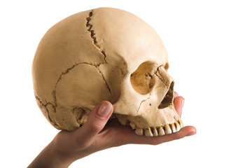 skull on the hand isolated on white