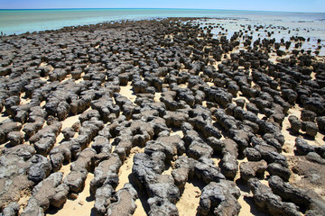Stromatoliten im Hamelin Pool Australien_07_1303