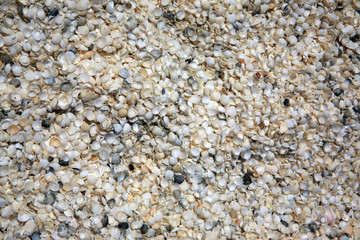 Boden der Shell Beach Australien_07_1309