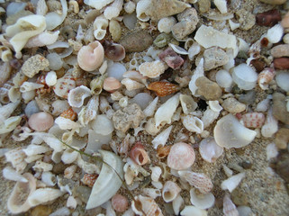 Fototapeta premium seashell