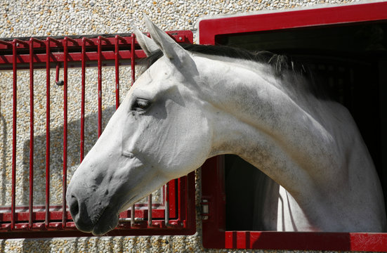 White horse 1765