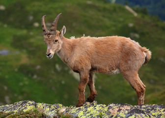 Ibex cub