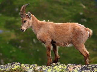 Ibex cub