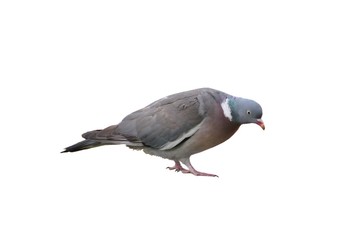 Pigeon ramier