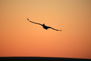 Fliegender Pelikan im Abendlicht Australien_07_1358