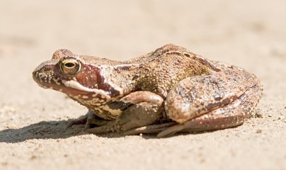 grass frog crept out for the road