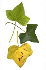 Ivy Leaf Lifecycle