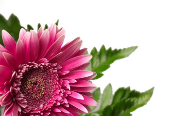 red fresh flower with a green foliage