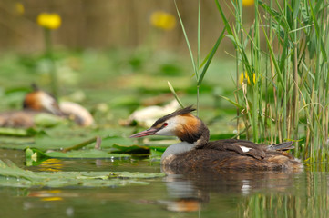 Grèbe huppé - Podiceps cristatus - Great Crested Grebe