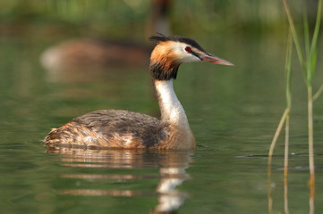 Grèbe huppé - Podiceps cristatus - Great Crested Grebe