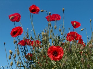 Fototapeta premium Maki latem