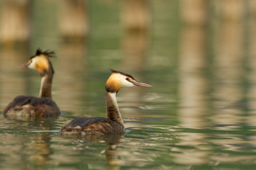 Grèbe huppé - Podiceps cristatus - Great Crested Grebe