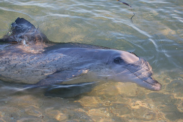 Delfinportrait Australien_07_137 © Andreas Edelmann