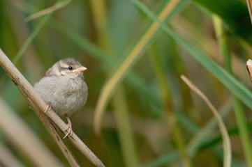 jeune moineau