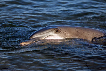 Delfinportrait Australien_07_1376 © Andreas Edelmann