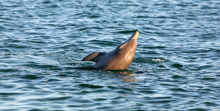 Ein Delfin streckt den Kopf aus dem Wasser Australien_07_1383,01