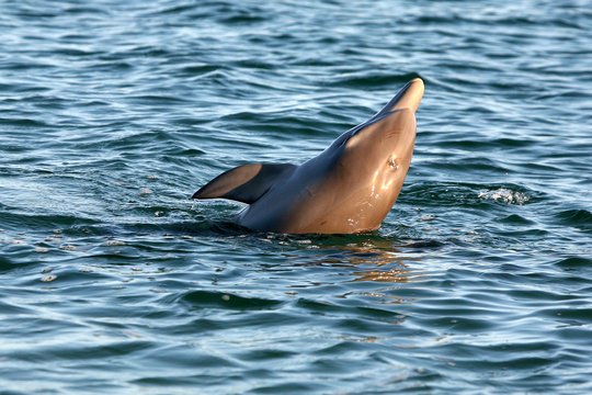 Ein Delfin streckt den Kopf aus dem Wasser Australien_07_1383,02