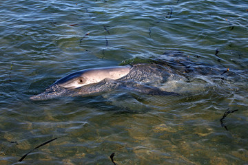 Delfin Australien_07_1386