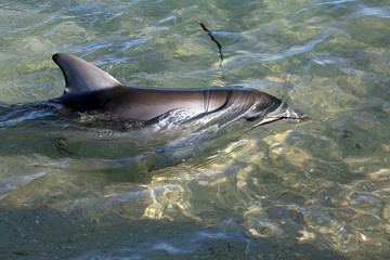 Delfin Australien_07_1394