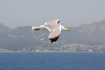 Fototapeta na wymiar Mewa w Sardynii