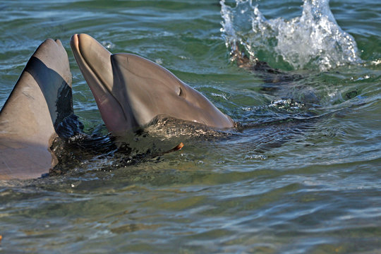 Delfine beim Spielen Australien_07_1397