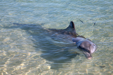 Delfin Australien_07_1418 © Andreas Edelmann