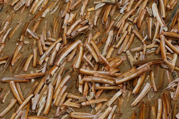 mussels on the beach in sand