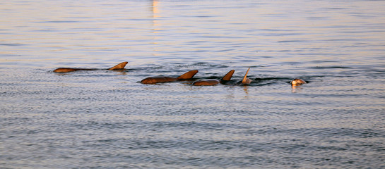 Delfingruppe Australienn_07_1463 © Andreas Edelmann