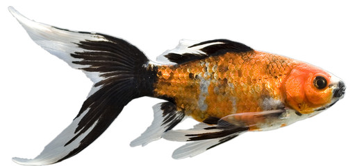Black, gold and white pet fish in an aquarium isolated on a white background