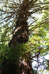 Fototapeta premium Redwood Tree