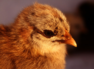 Aracauna Chick 5