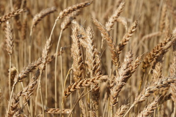 Heads of Wheat ready for harvest