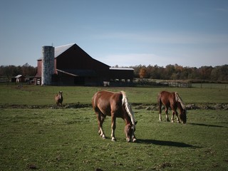 Horse grazing in pasture on Amish Farm