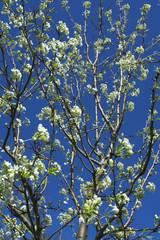 Trees in bloom in the spring