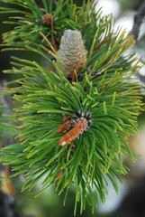 Green pine