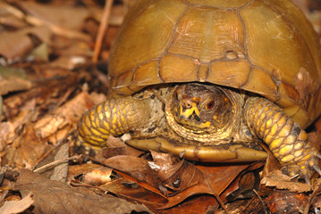 A portrait of a three toed box turtle found in the woods.