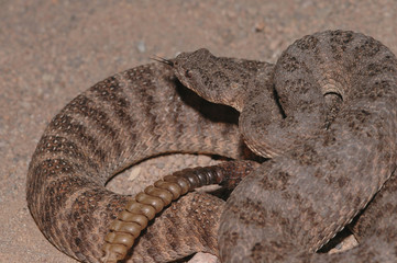  tiger rattlesnake 